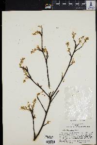 Amelanchier laevis image