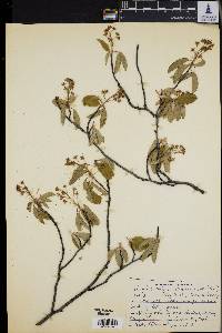 Amelanchier obovalis image