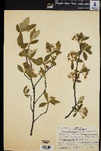 Aronia × prunifolia image