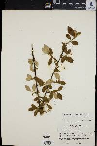 Cotoneaster sternianus image
