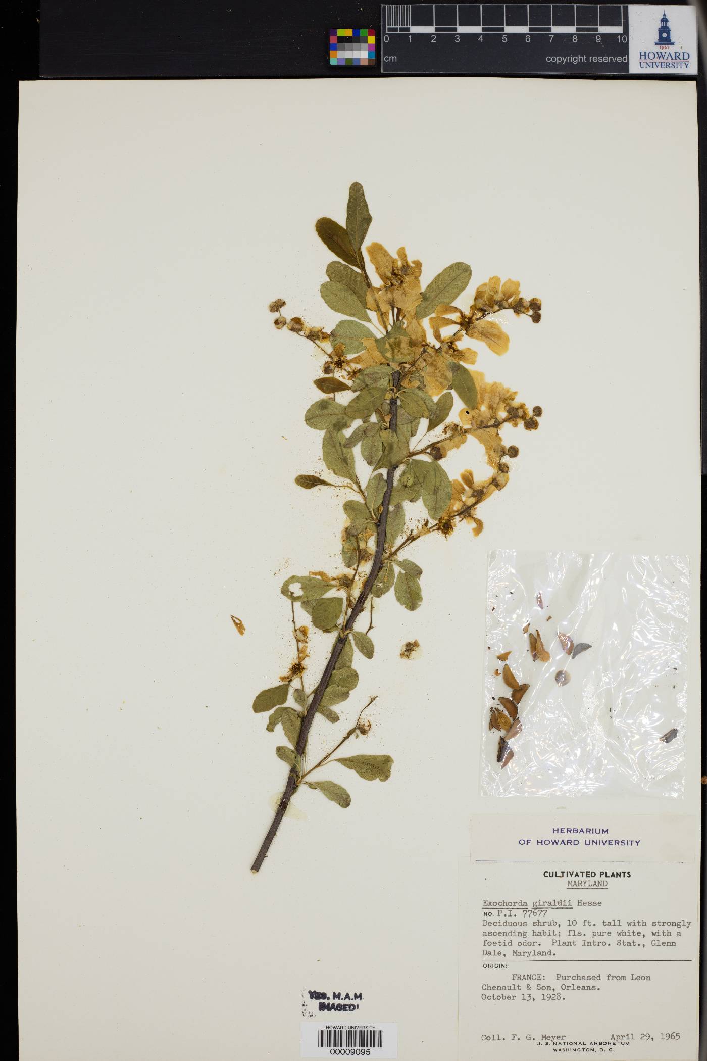 Exochorda racemosa subsp. giraldii image