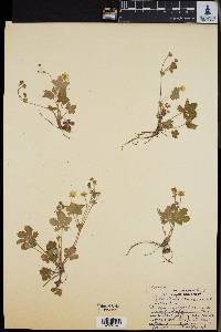 Potentilla canadensis image