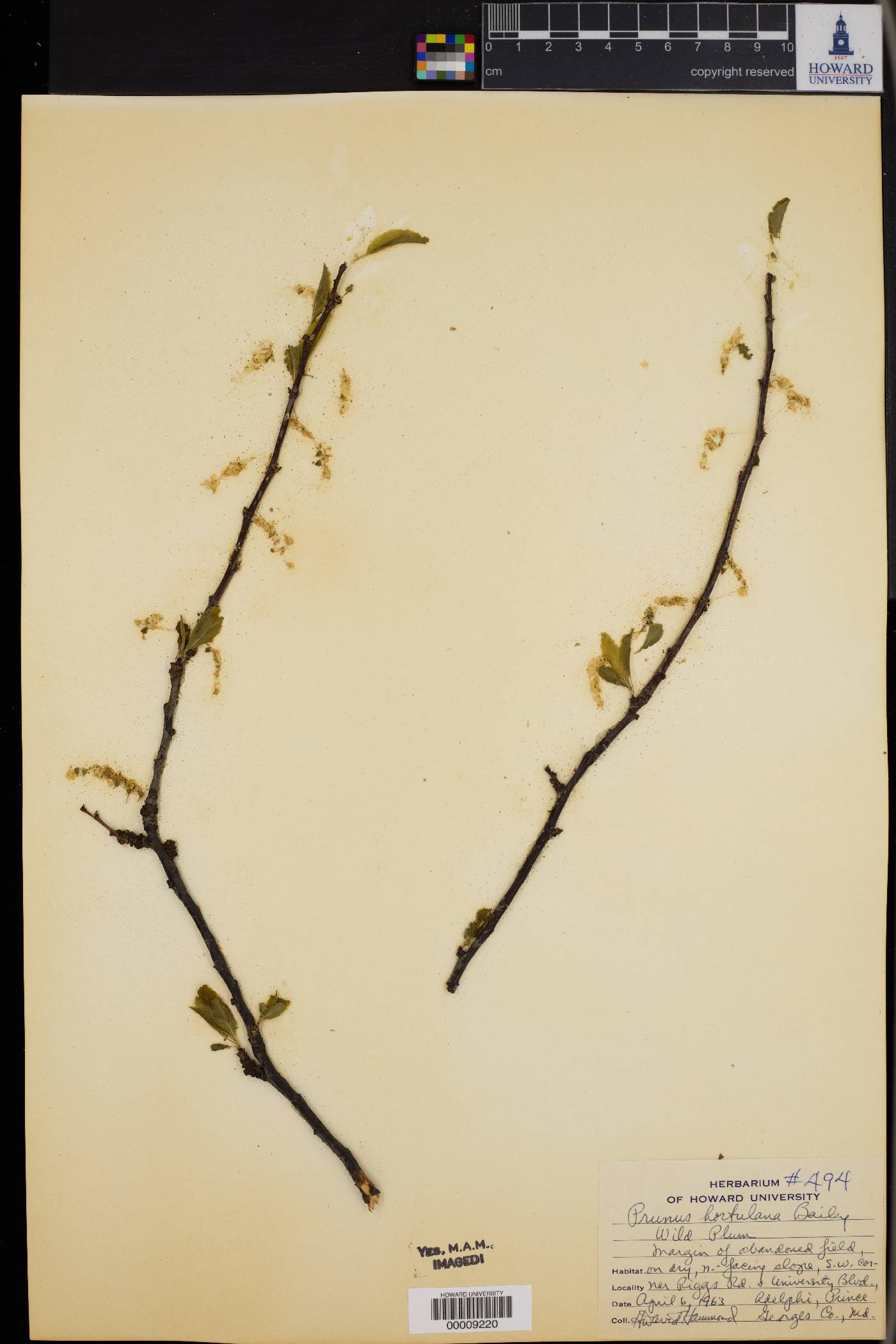 Prunus hortulana image