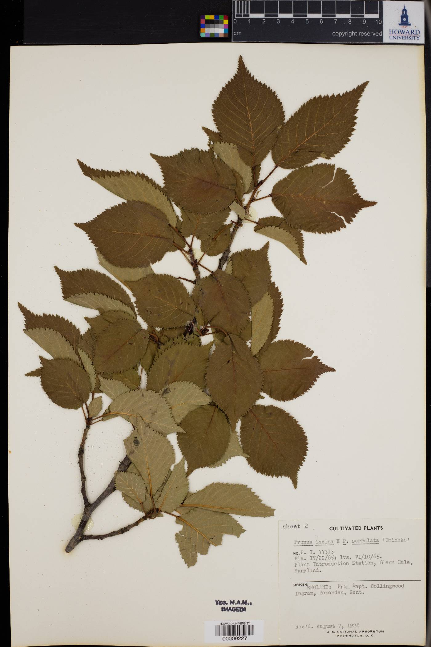 Prunus incisa image