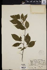 Prunus nigra image