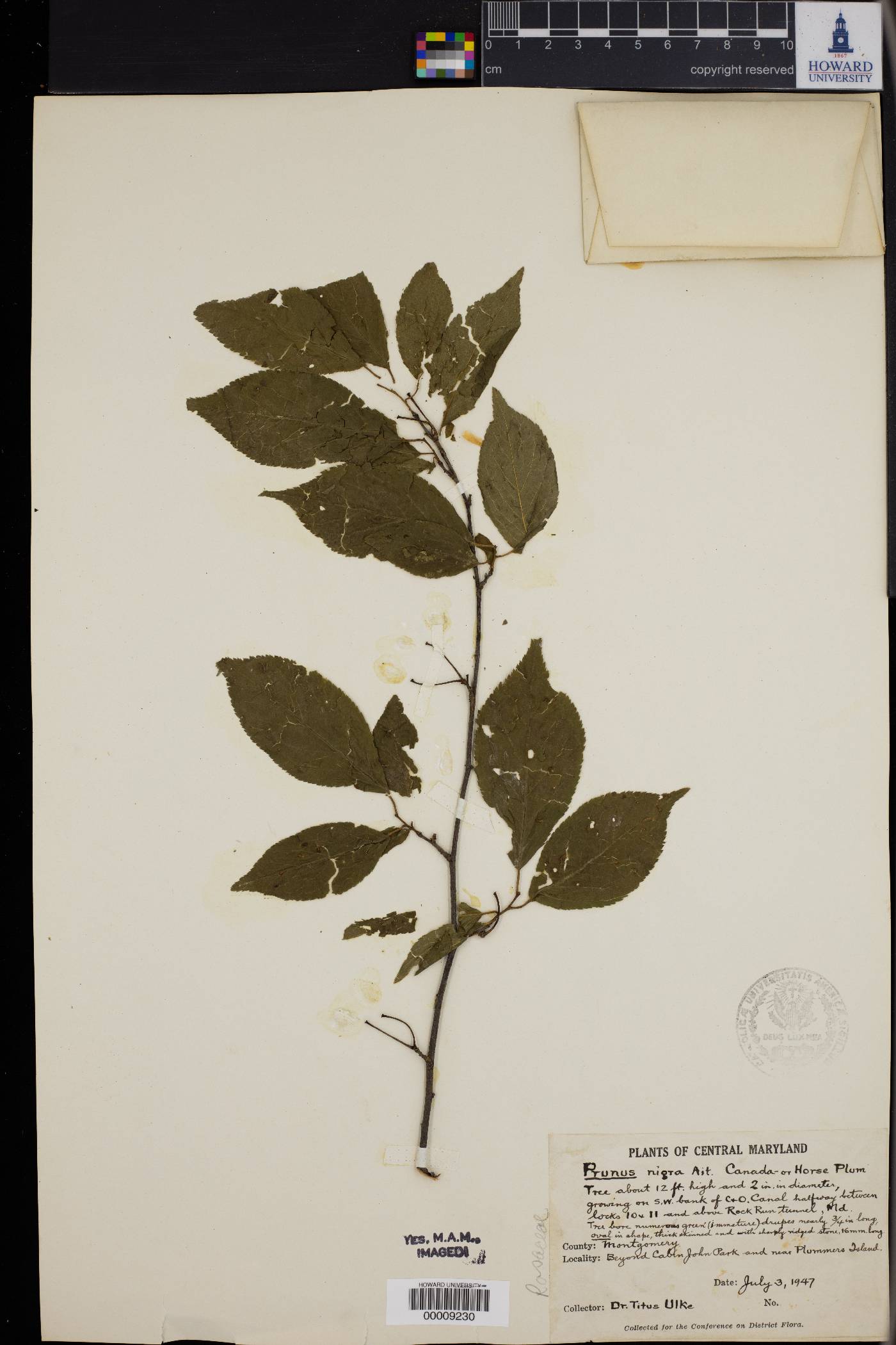 Prunus nigra image