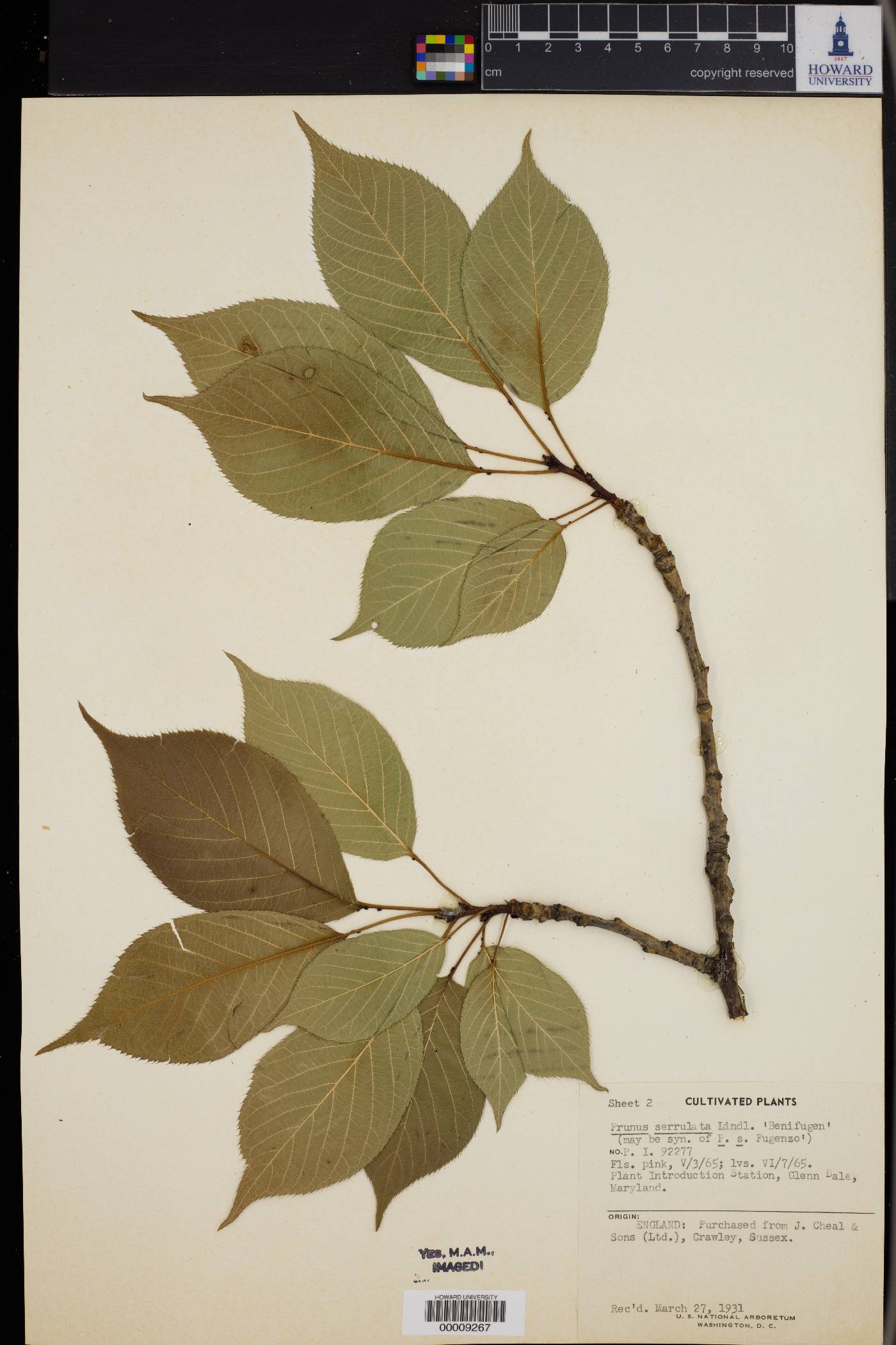 Prunus serrulata image