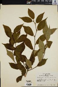 Prunus apetala image