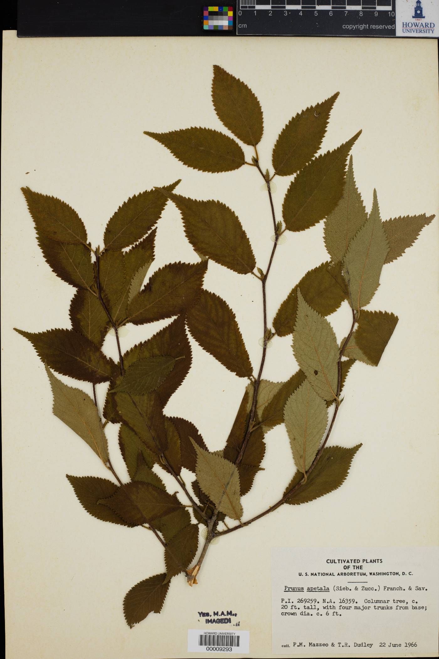 Prunus apetala image