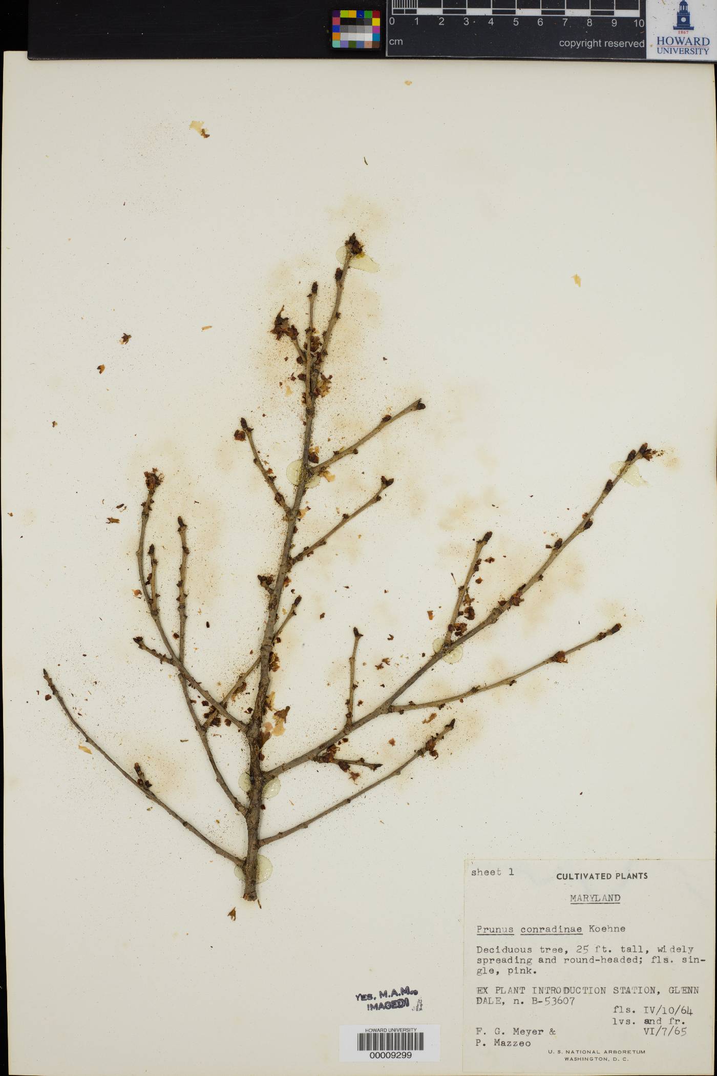 Prunus conradinae image