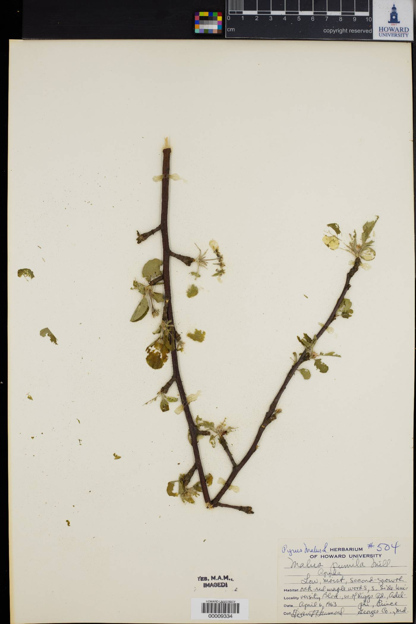 Pyrus pumila image