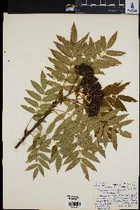 Sorbus americana image