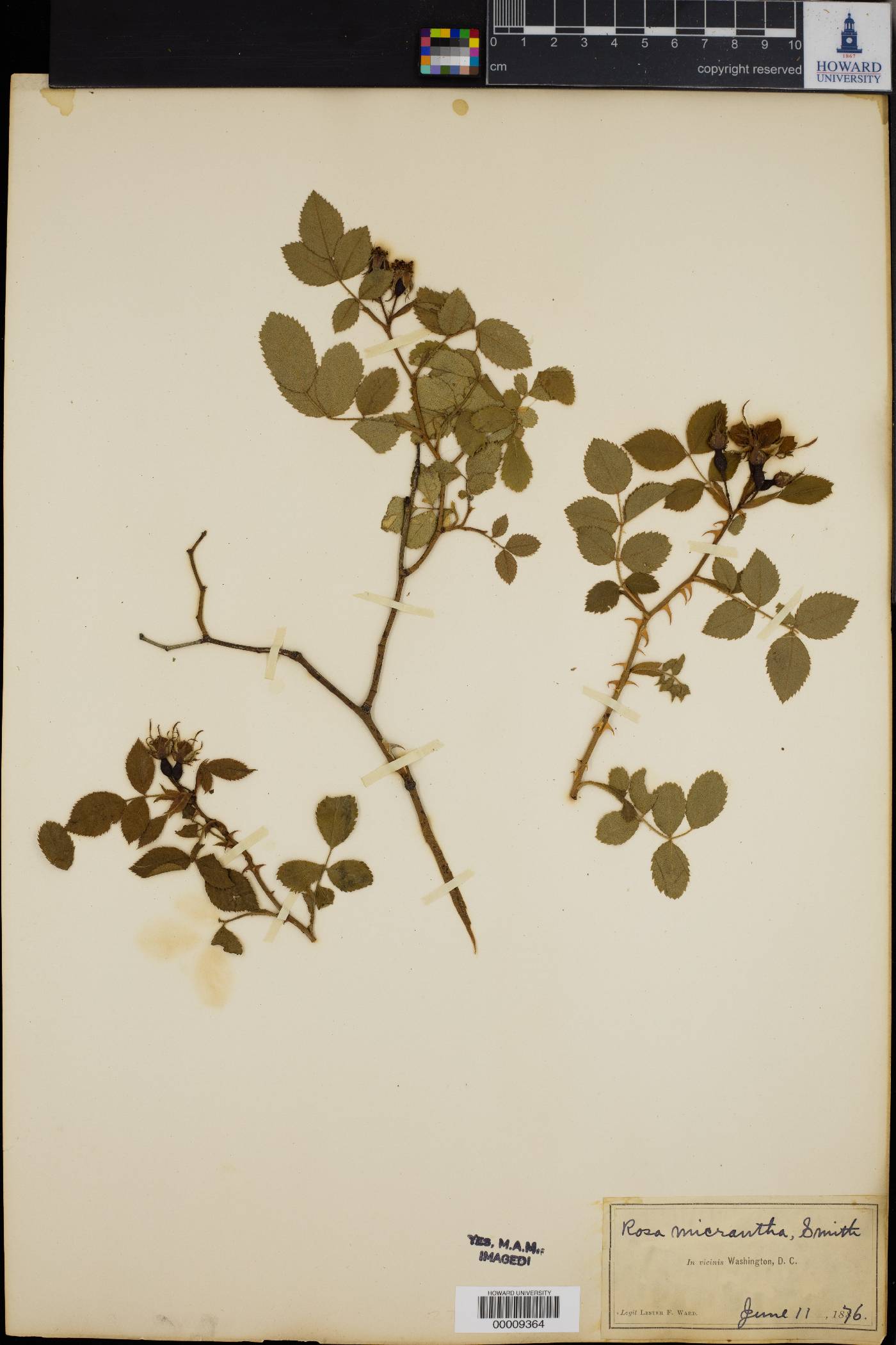 Rosa micrantha image