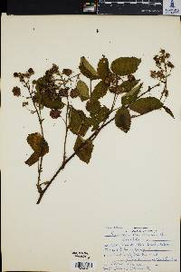 Rubus canadensis image