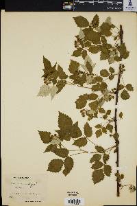 Rubus occidentalis image