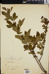 Rubus pensilvanicus image