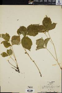 Rubus saxatilis image