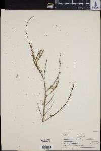 Spiraea thunbergii image