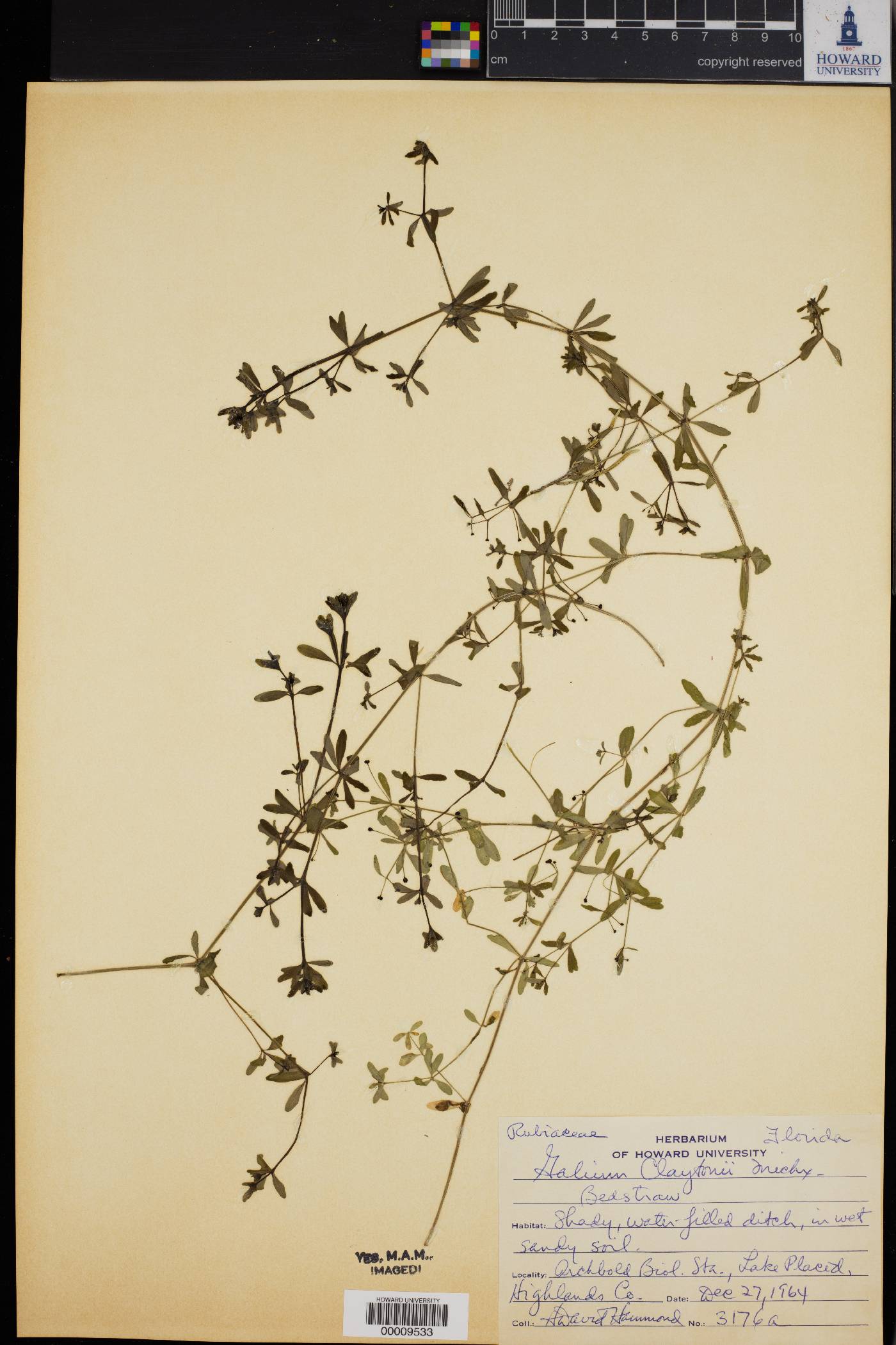 Galium claytonii image