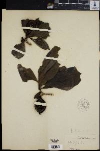 Media resource of Genipa clusiifolia