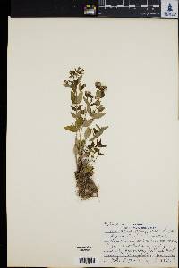 Houstonia purpurea image