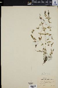 Image of Oldenlandia glomerata