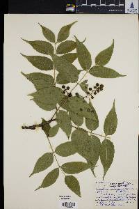 Image of Phellodendron japonicum