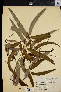 Image of Salix caroliniana