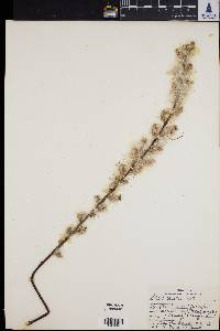 Salix tristis image