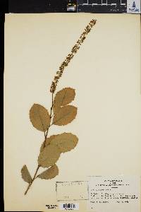 Image of Itea ilicifolia