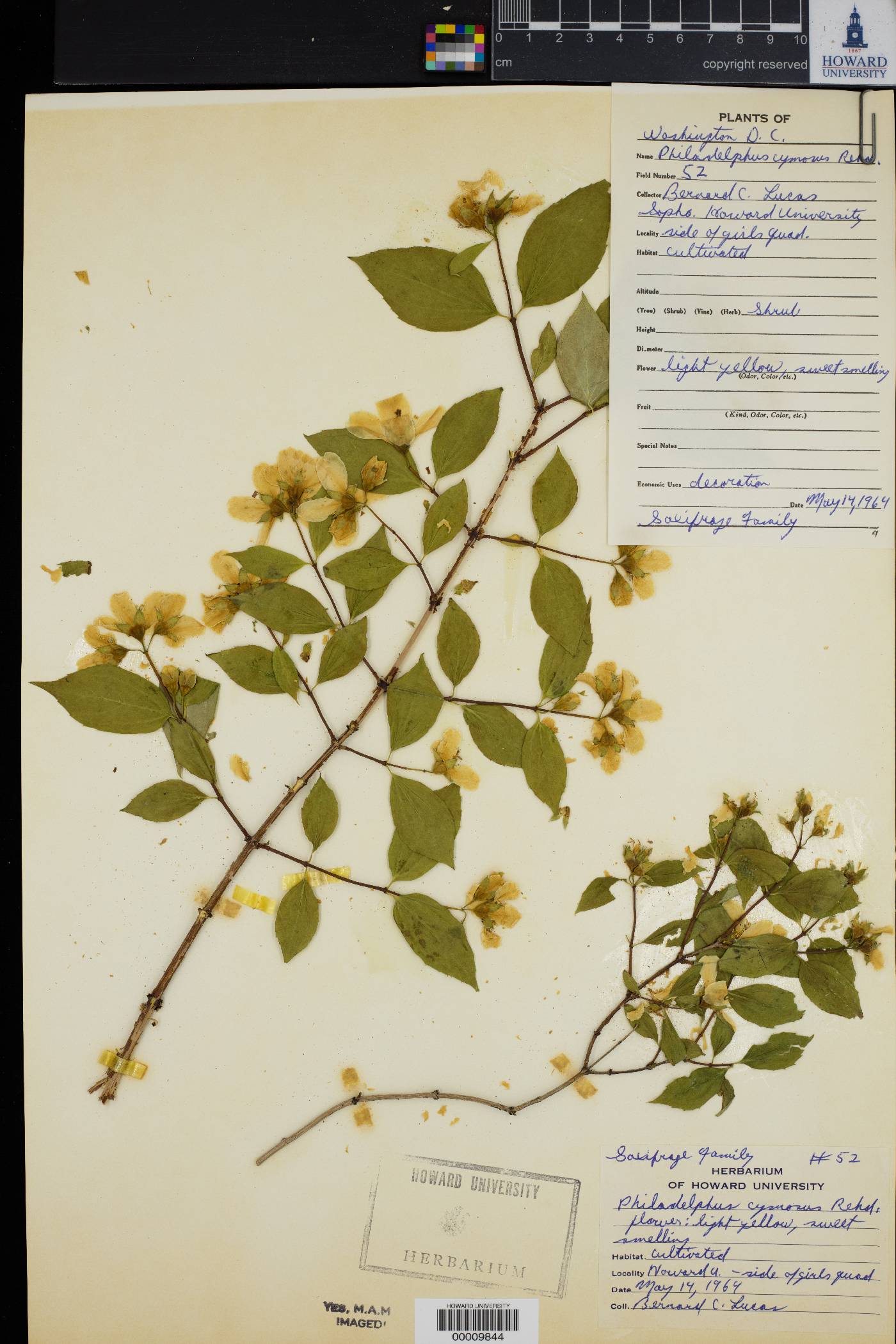 Philadelphus cymosus image