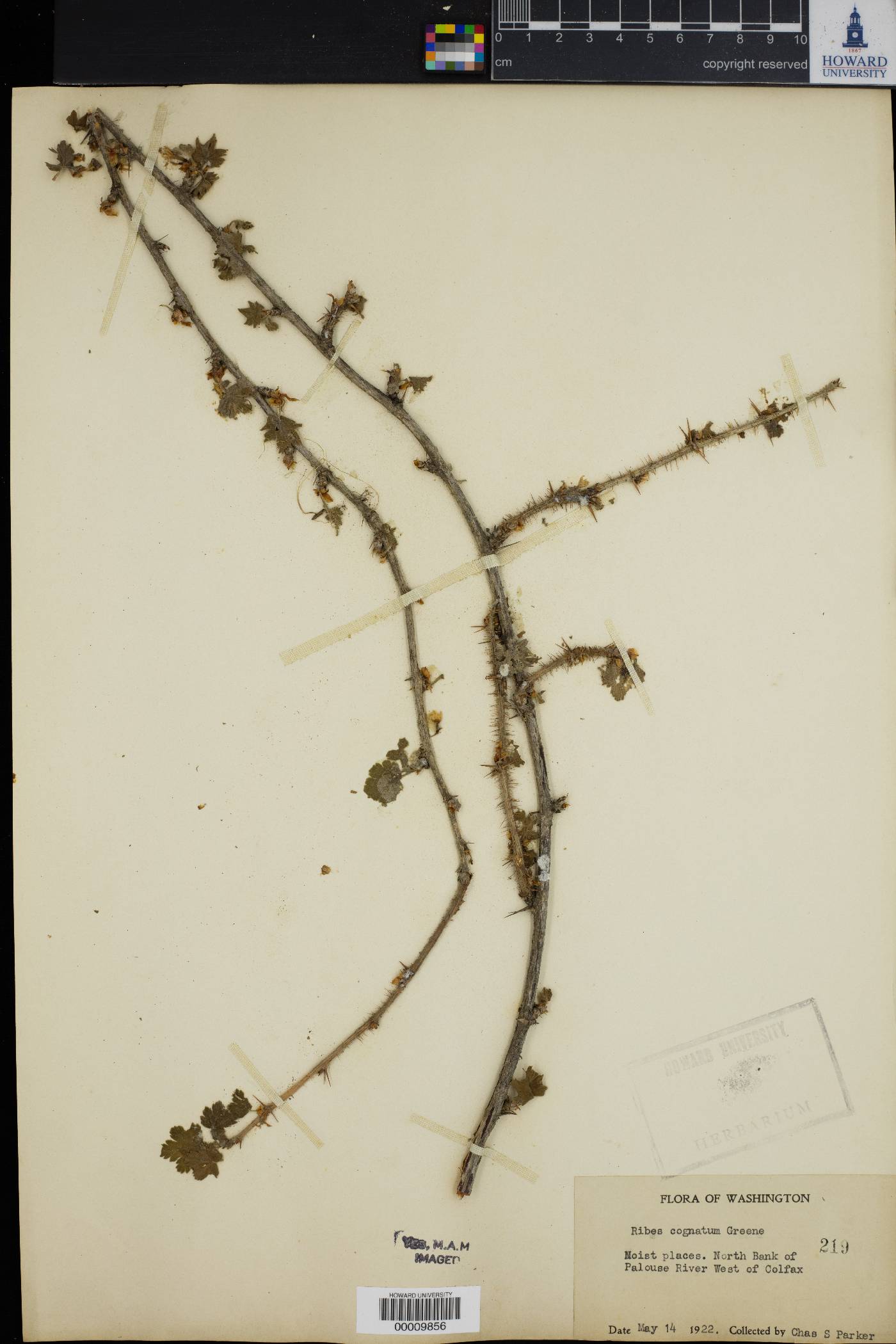 Ribes cognatum image