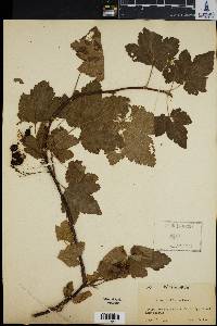 Ribes laxiflorum image