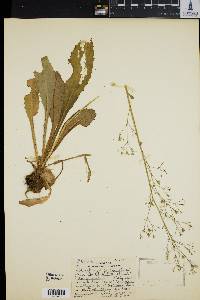 Image of Saxifraga micranthidifolia