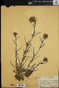 Castilleja coccinea image