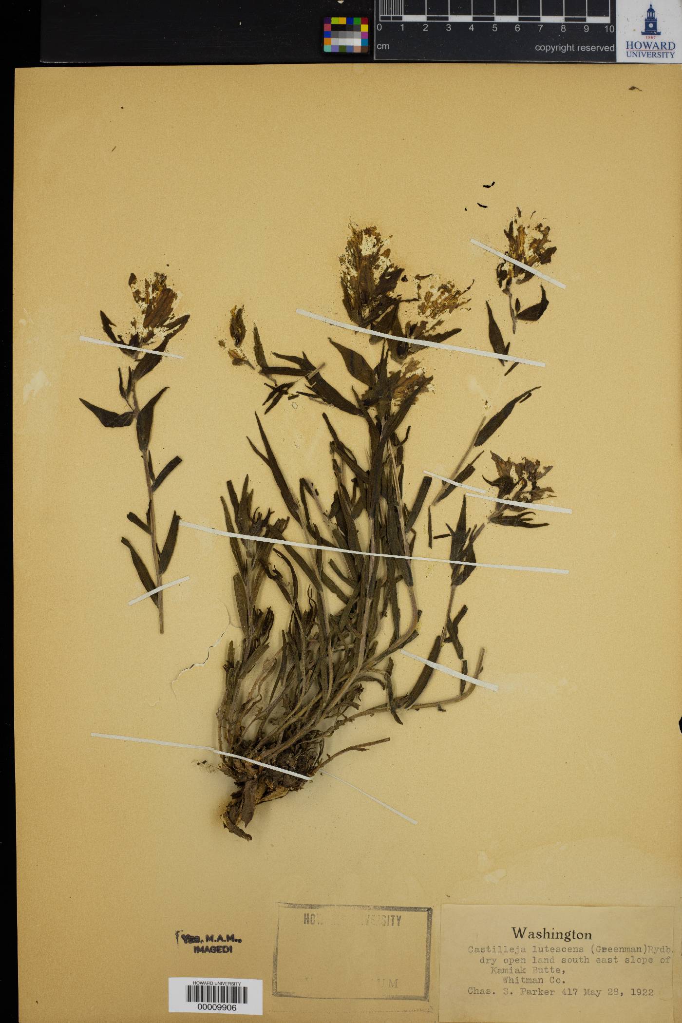 Castilleja lutescens image