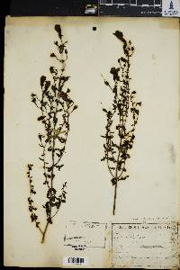 Aureolaria pedicularia image