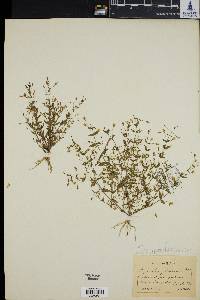Ilysanthes gratioloides image