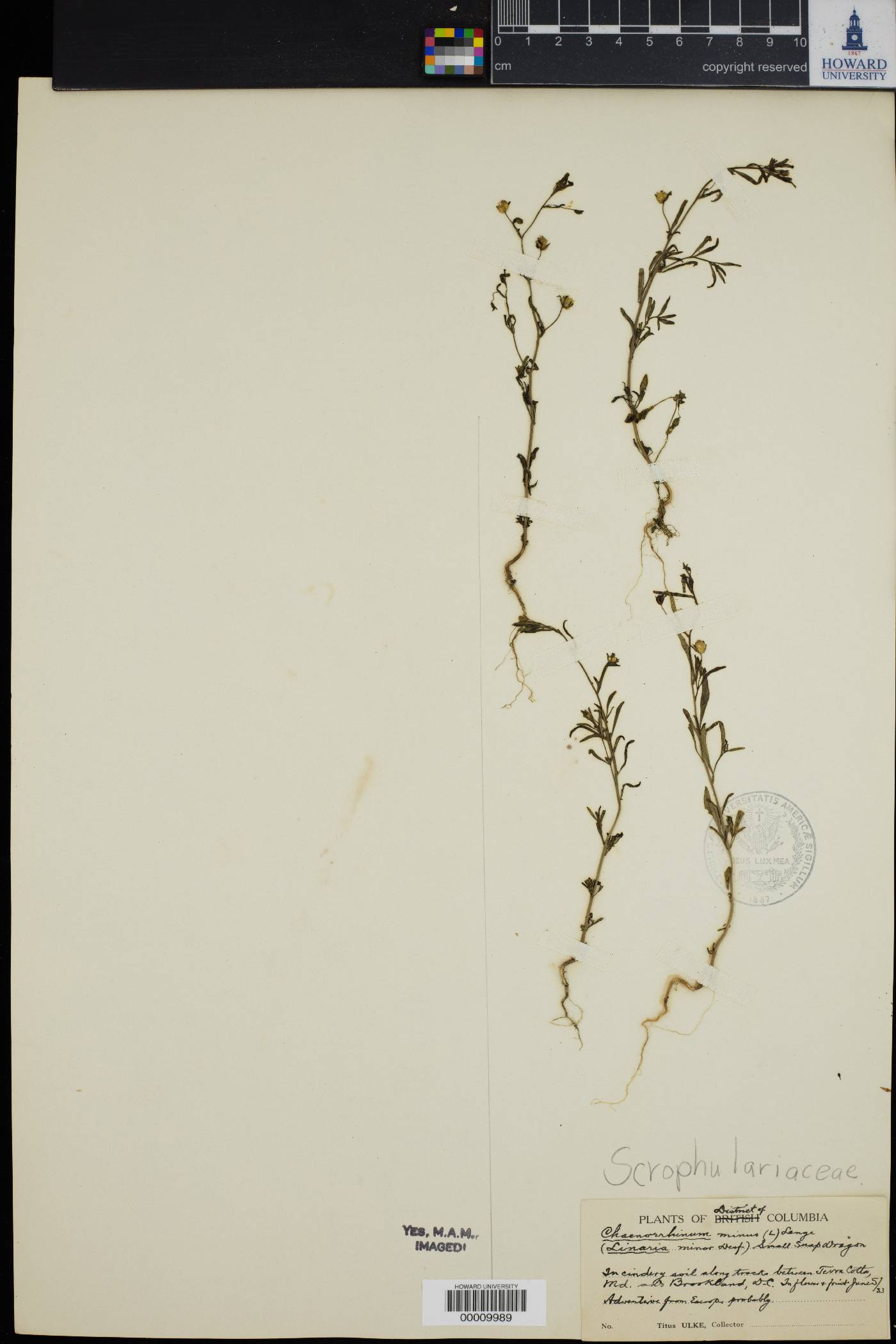 Linaria minor image