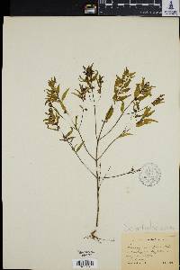 Melampyrum latifolium image