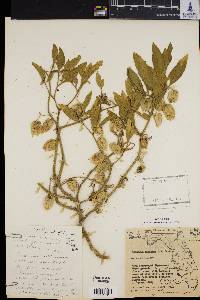 Physalis walteri image