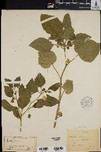 Physalis pubescens image