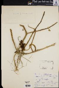 Image of Solanum aculeatissimum