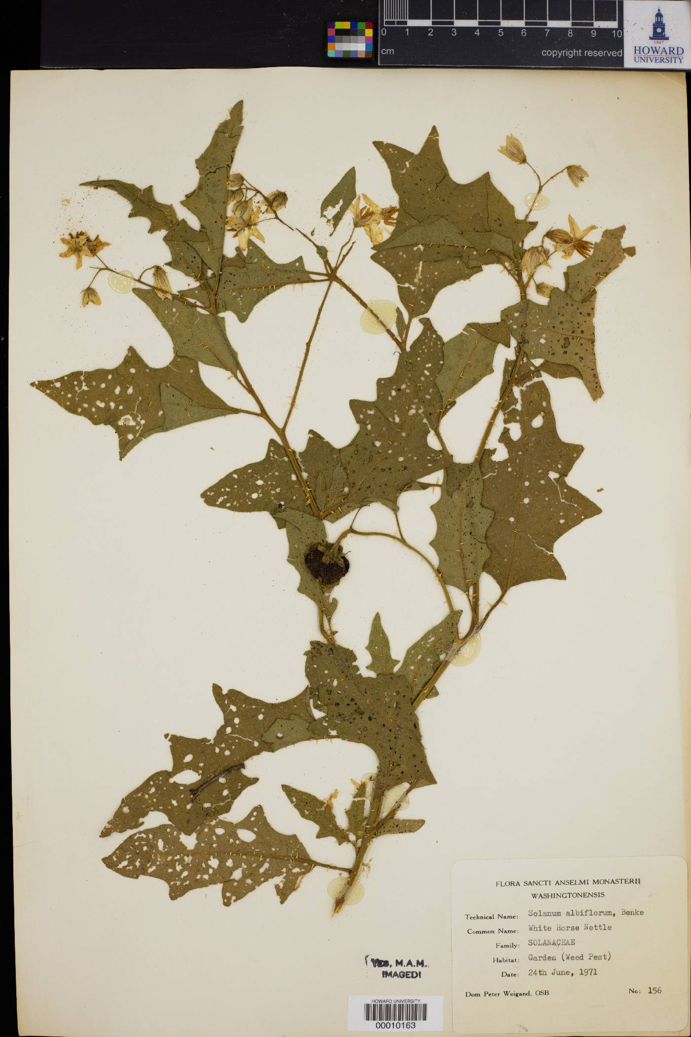 Solanum albiflorum image