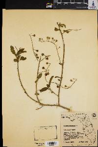 Image of Solanum bahamense