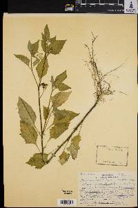 Image of Solanum gracile