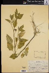 Solanum gracile image