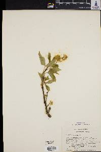 Staphylea pinnata image