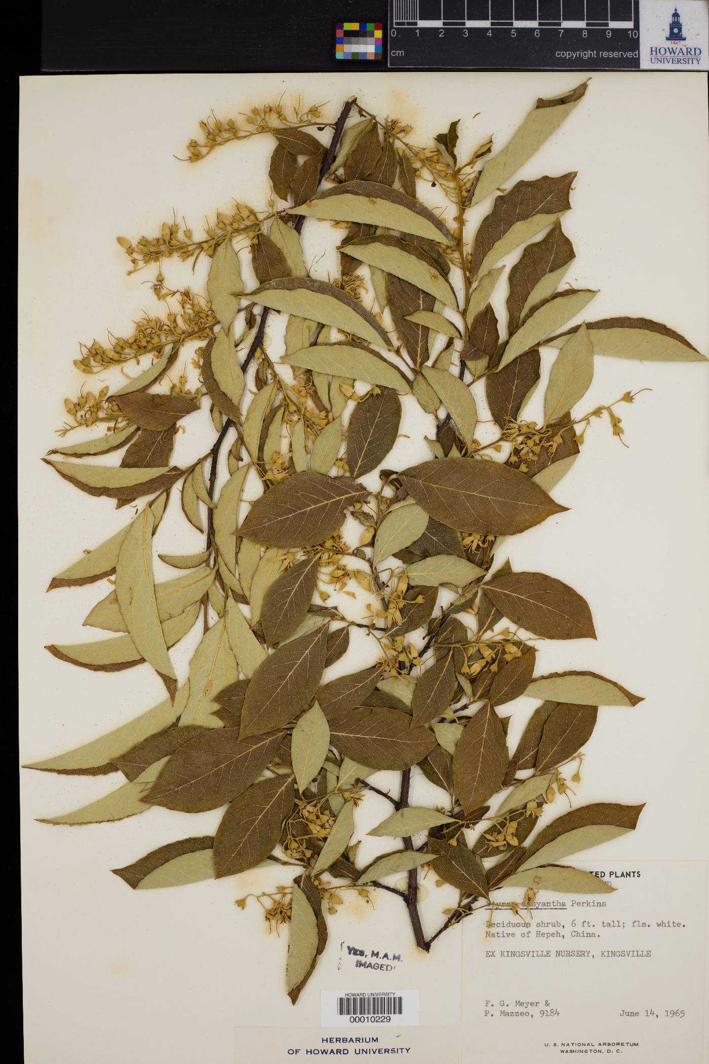 Styrax dasyanthus image