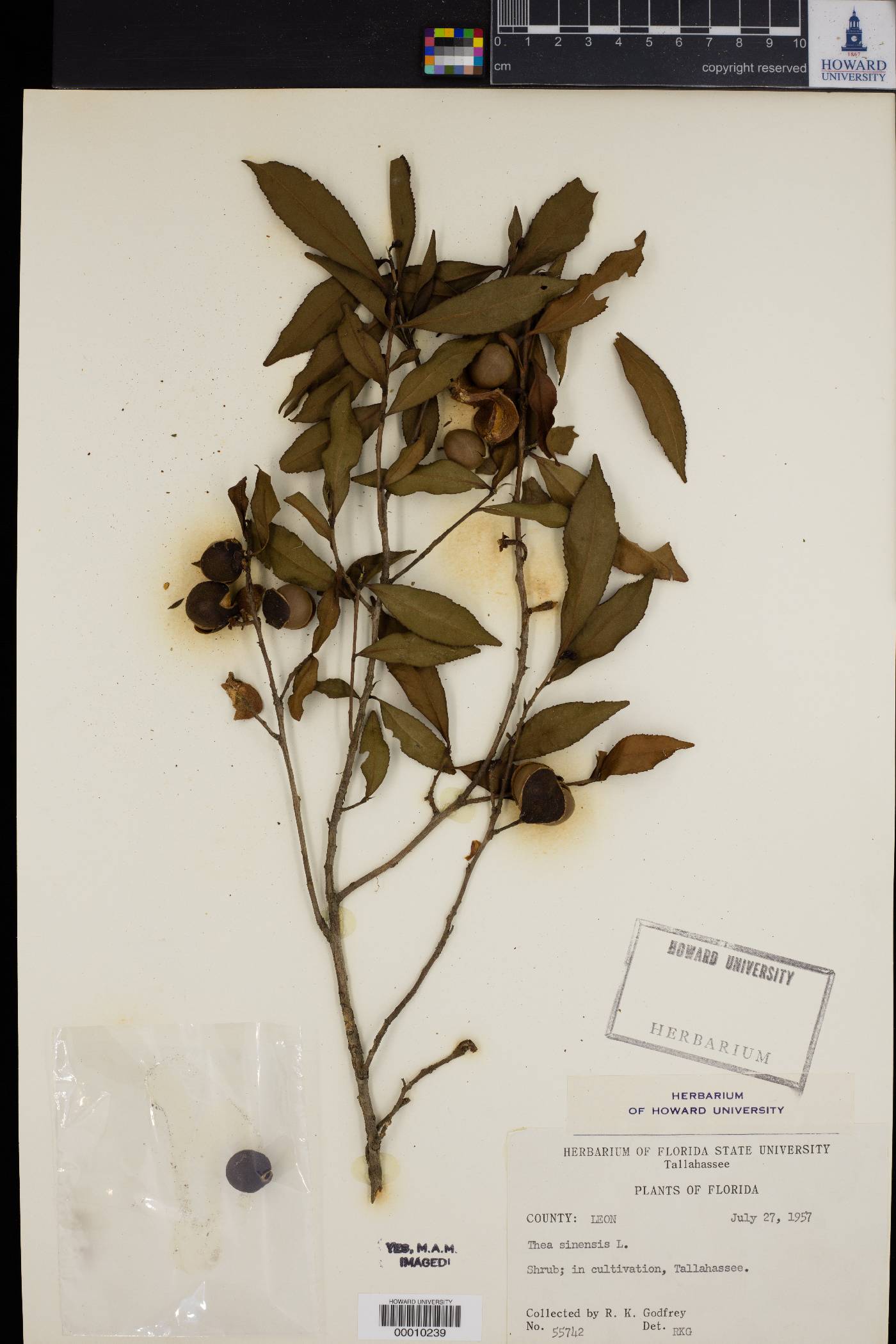 Thea sinensis image